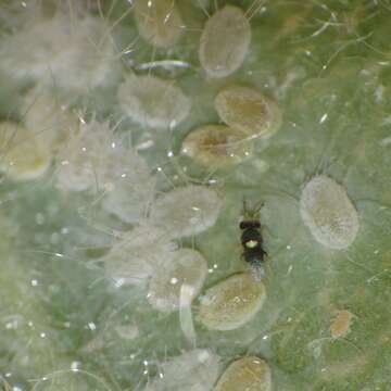 Image of Giant whitefly