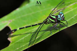 Image of Progomphus pygmaeus Selys 1873