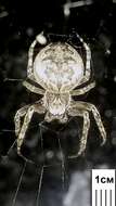 Image of Gray Cross Spider