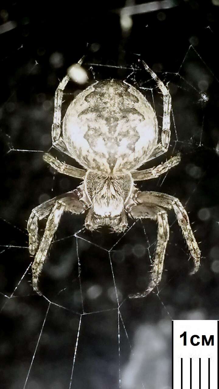 Image of Gray Cross Spider