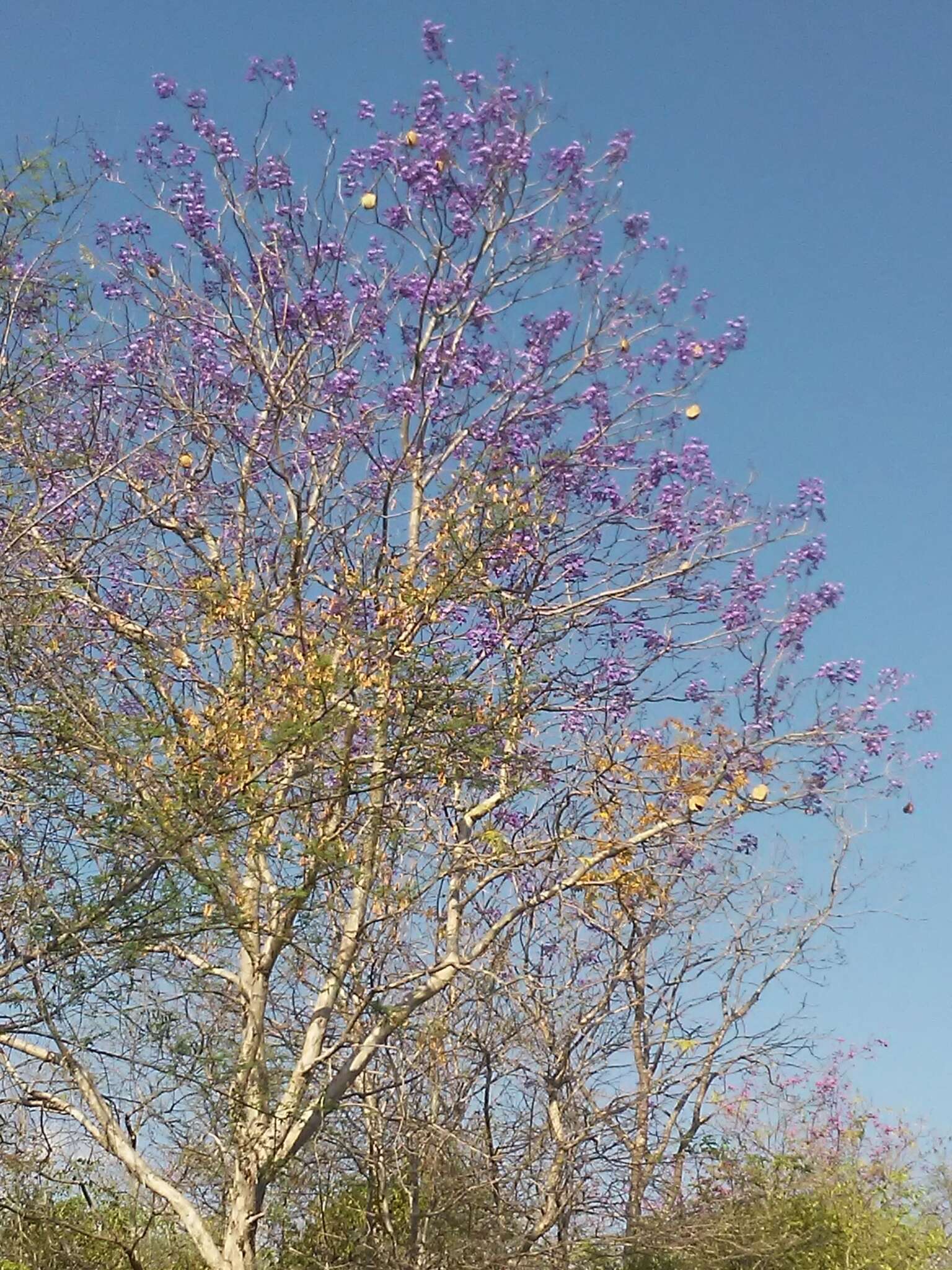 Sivun Jacaranda brasiliana (Lam.) Pers. kuva