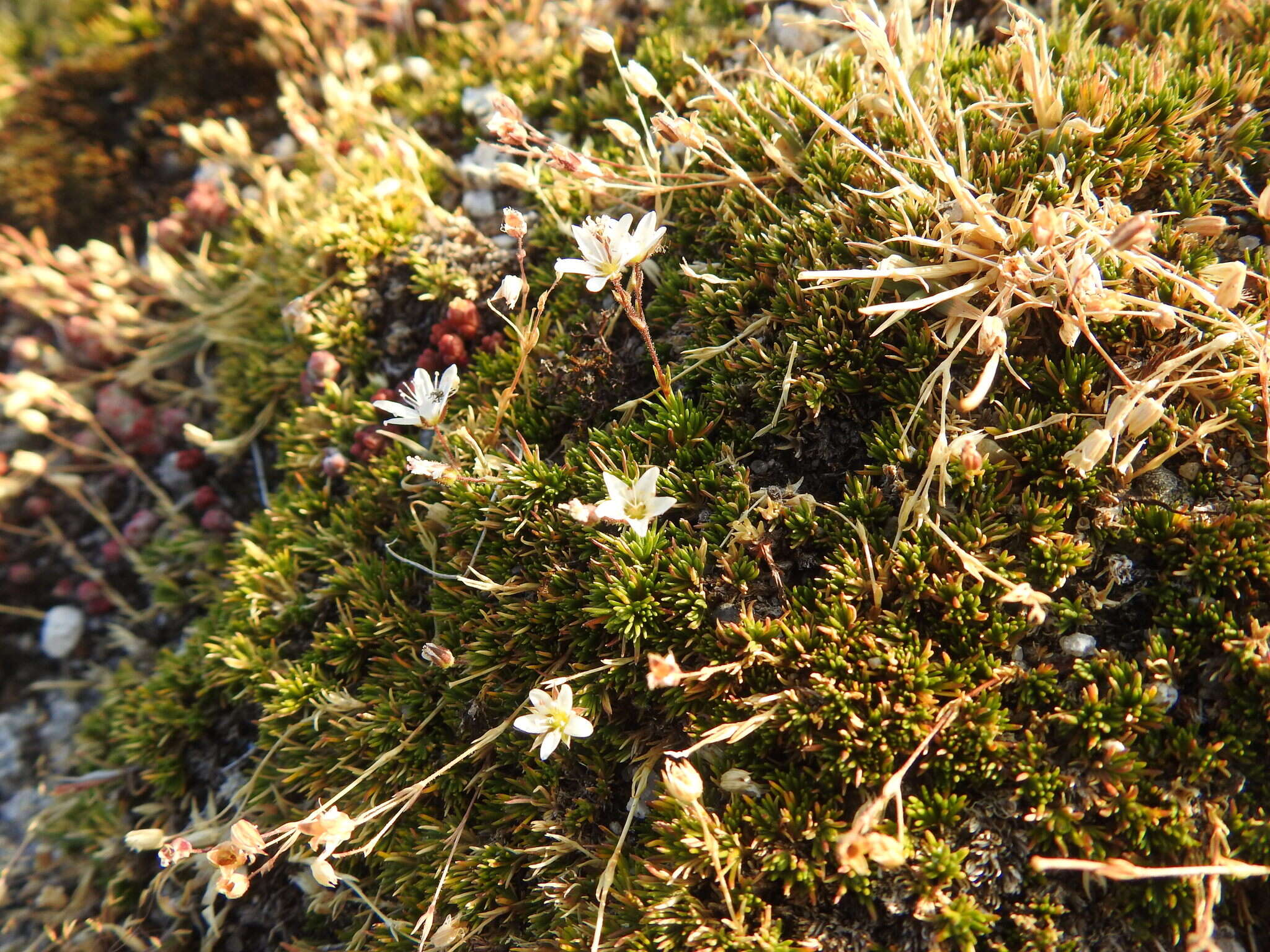 Image of Minuartia recurva (All.) Schinz & Thell.