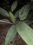 Image of Heliconia librata Griggs