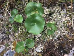 Image of Mount Cook buttercup