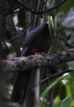 Image of Black-tailed Trogon