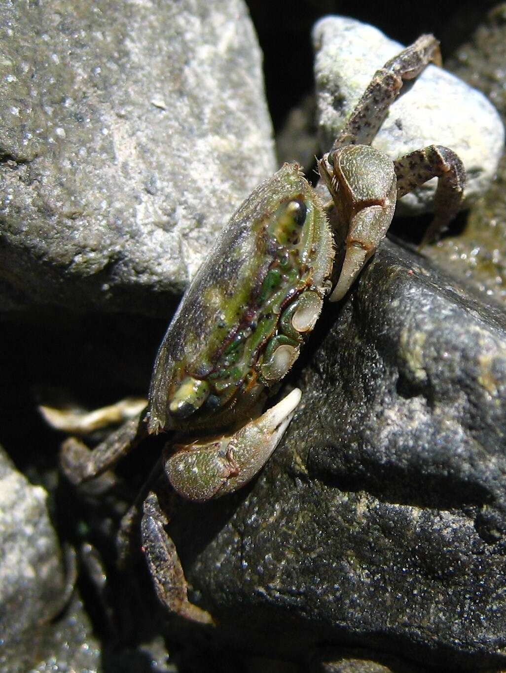 Image of Hemigrapsus oregonensis