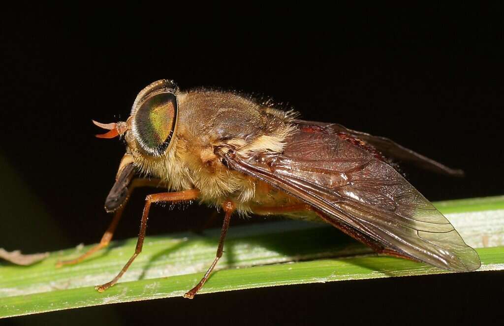 Sivun Scaptia abdominalis (Ricardo 1917) kuva