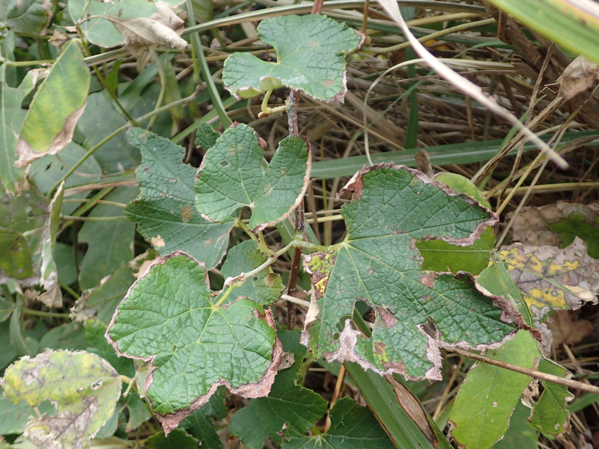 Image of Vitis ficifolia Bunge