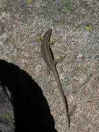 Image of Carpetane rock lizard