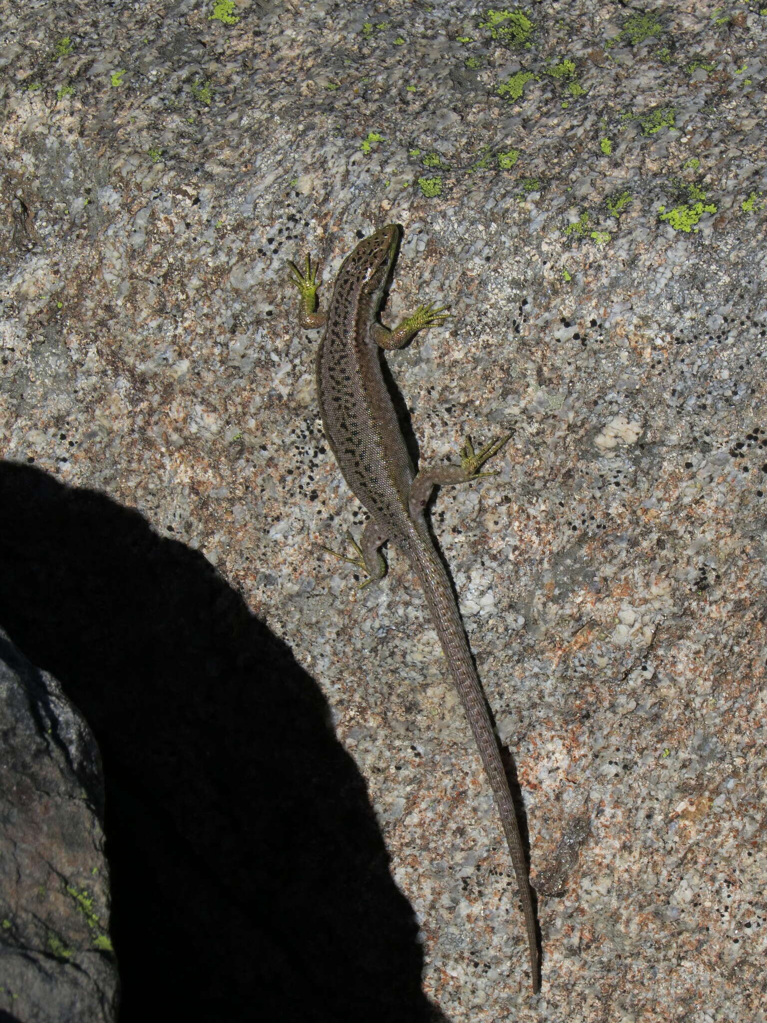 Image of Carpetane rock lizard