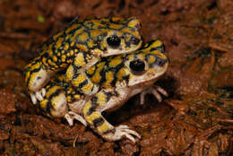 Image of Sonoran Green Toad