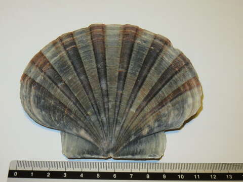 Слика од Pecten albicans (Schröter 1802)