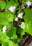 Image of Cymbalaria muralis subsp. muralis