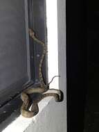 Image of Ringed Tree Boa