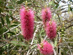 صورة Callistemon citrinus (Curtis) Skeels