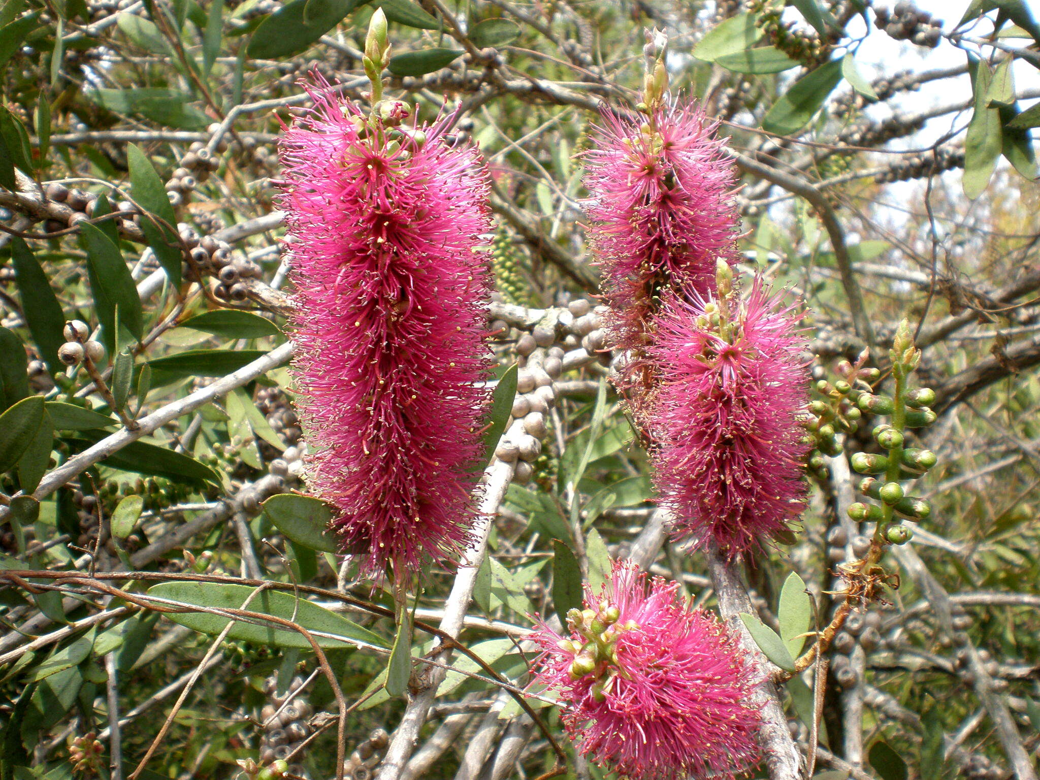 صورة Callistemon citrinus (Curtis) Skeels