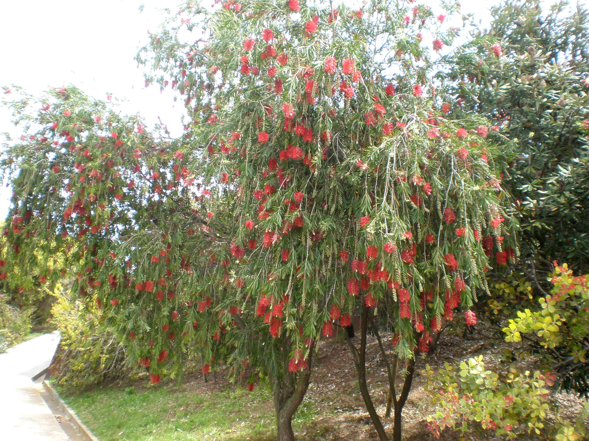 صورة Callistemon viminalis (Sol. ex Gaertn.) G. Don