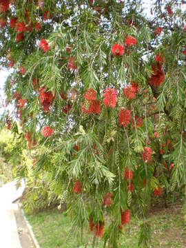 صورة Callistemon viminalis (Sol. ex Gaertn.) G. Don