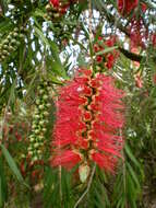 صورة Callistemon viminalis (Sol. ex Gaertn.) G. Don