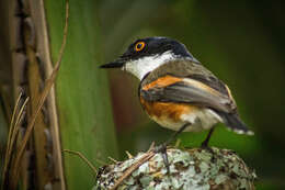 Image of Batis capensis capensis (Linnaeus 1766)