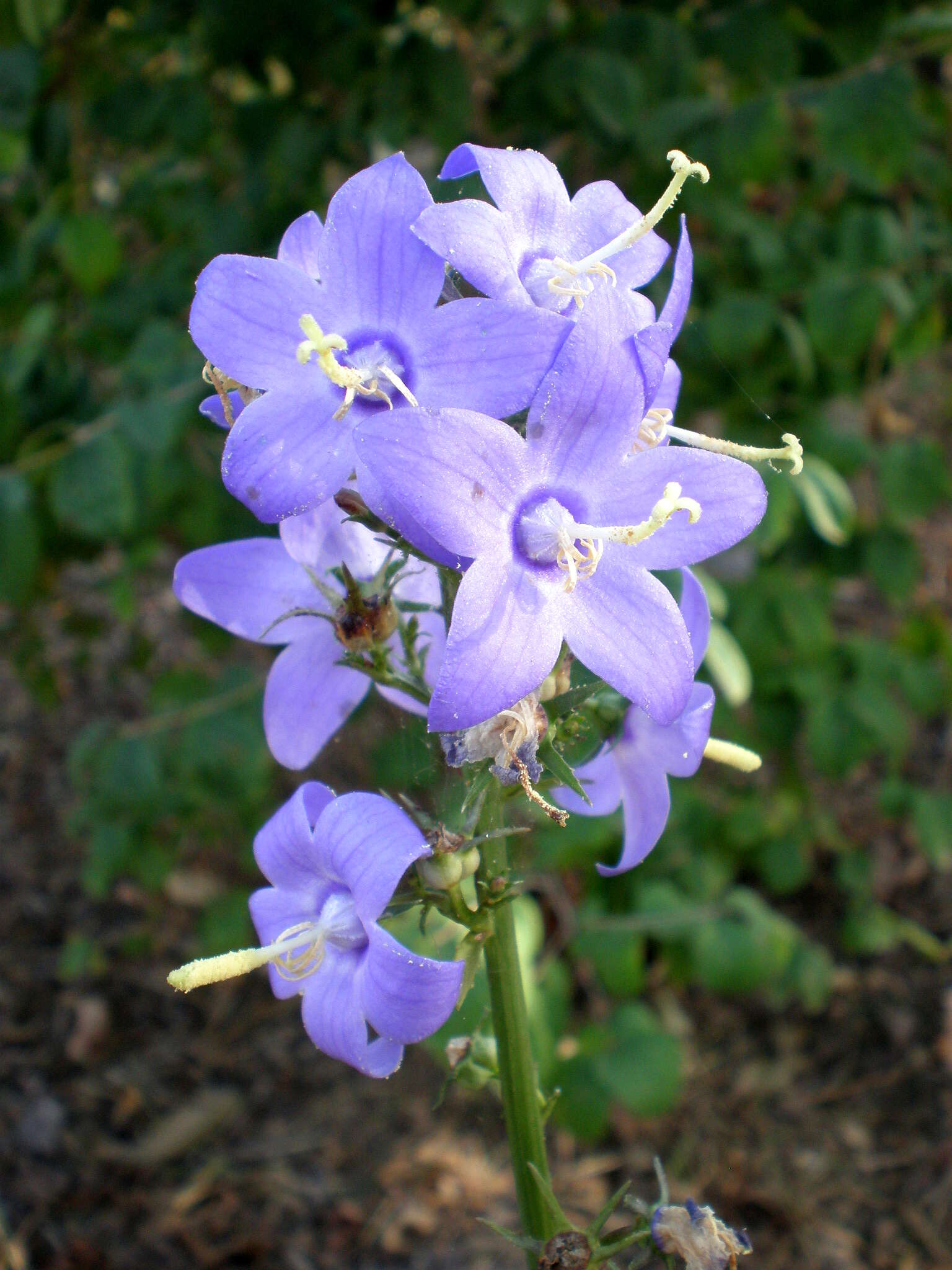 Image de Campanula pyramidalis L.