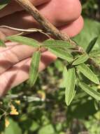 Image of Texas snoutbean