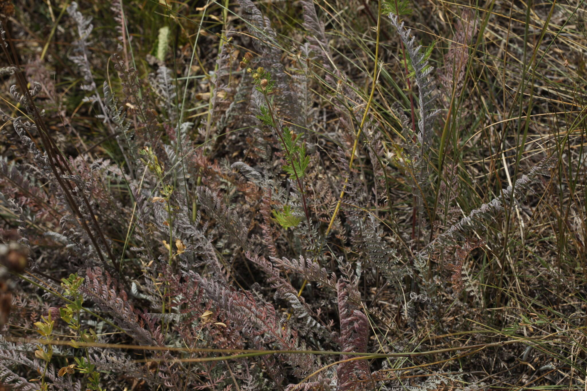 Image of Tanacetum tanacetoides (DC.) Tzvel.