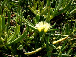 Image of hottentot fig