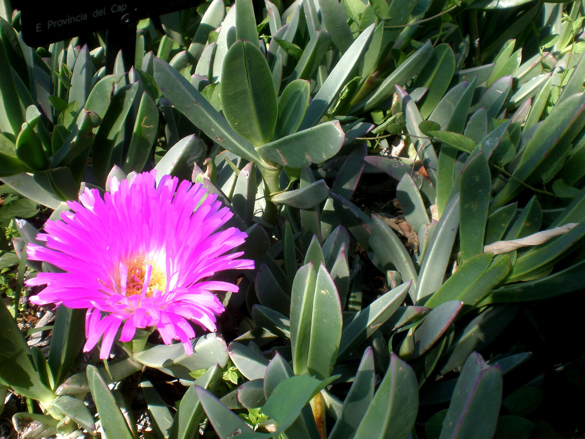 Image of Carpobrotus quadrifidus L. Bol.