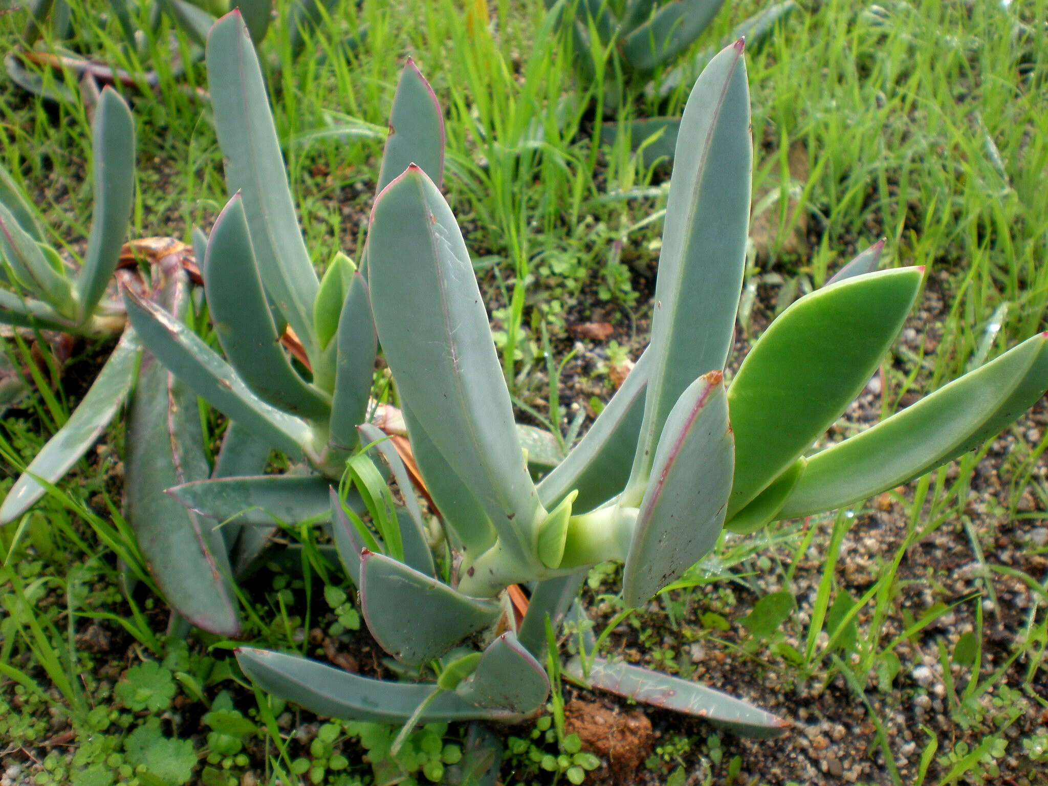 Image of Carpobrotus quadrifidus L. Bol.