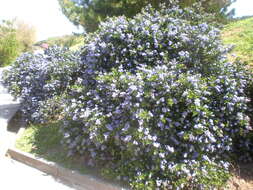 Image of Carmel ceanothus