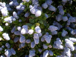 Image of Carmel ceanothus