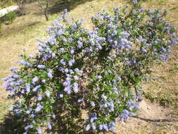 Image of blueblossom