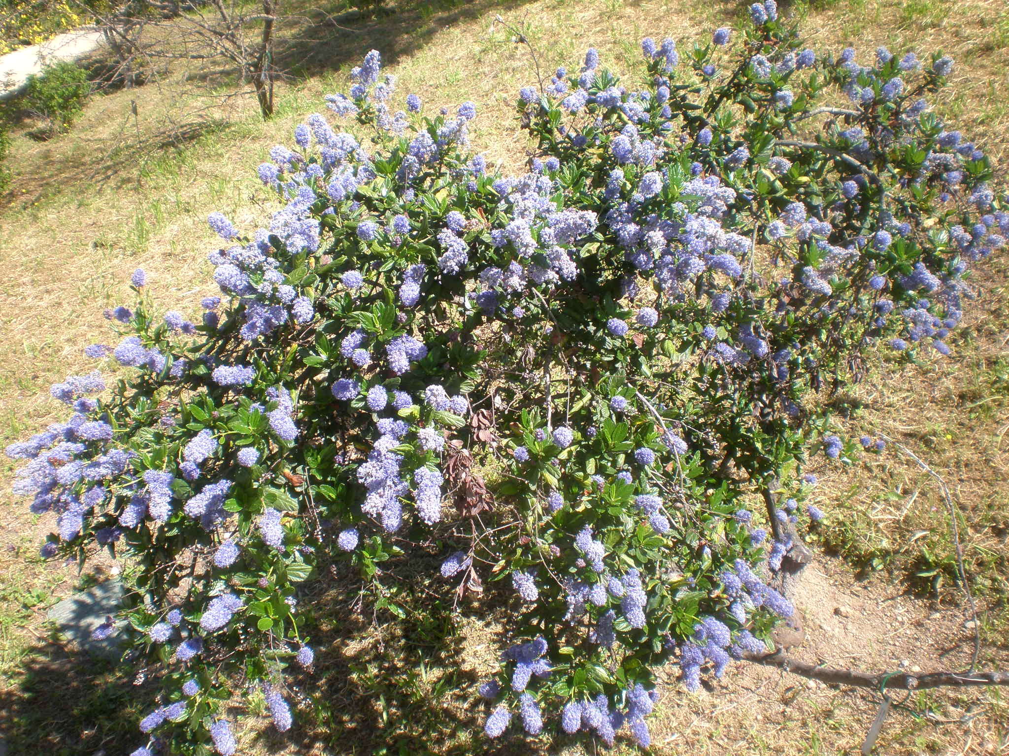 Image of blueblossom