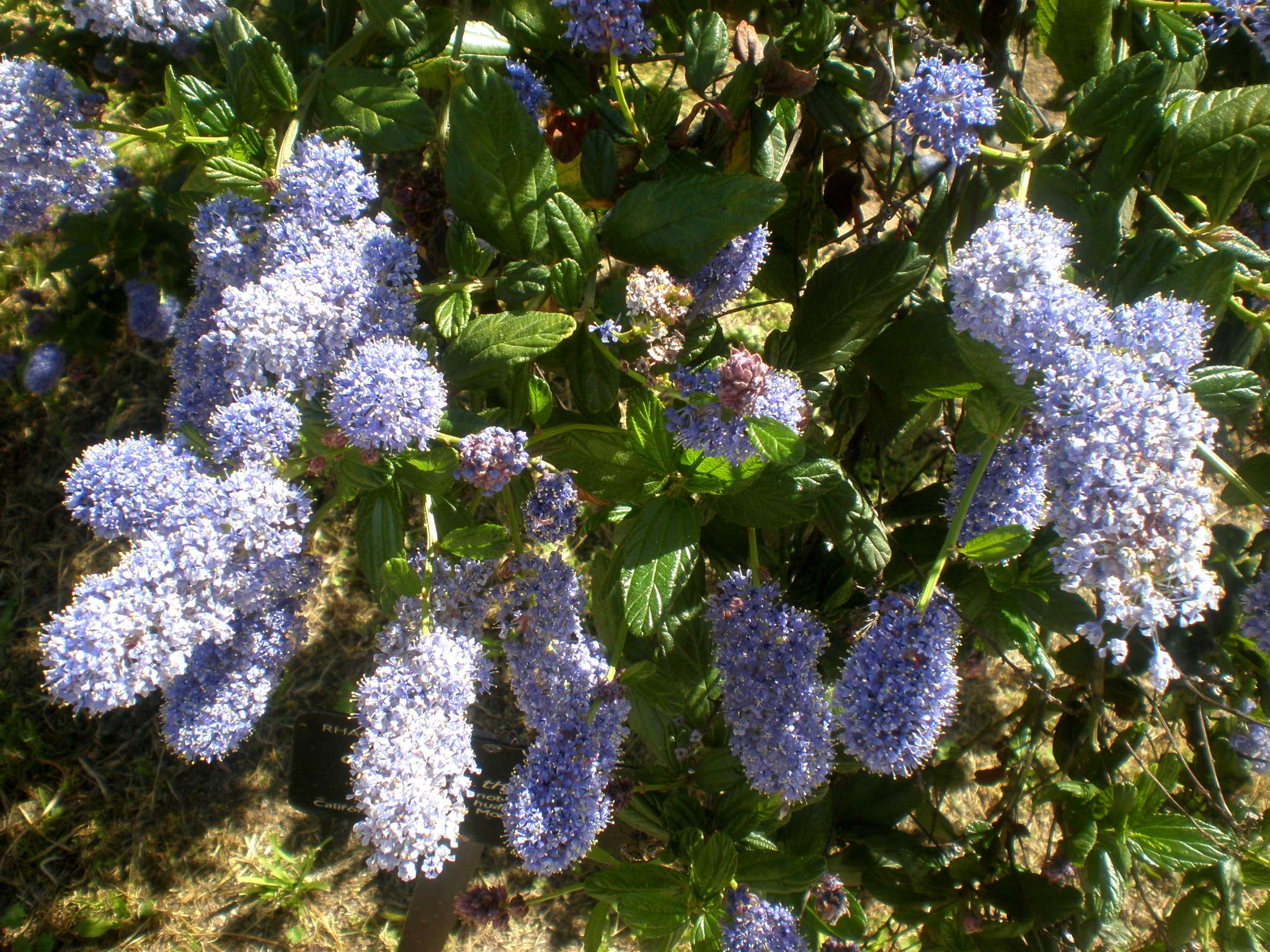 Image of blueblossom