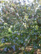 Image de Ceanothus arboreus Greene