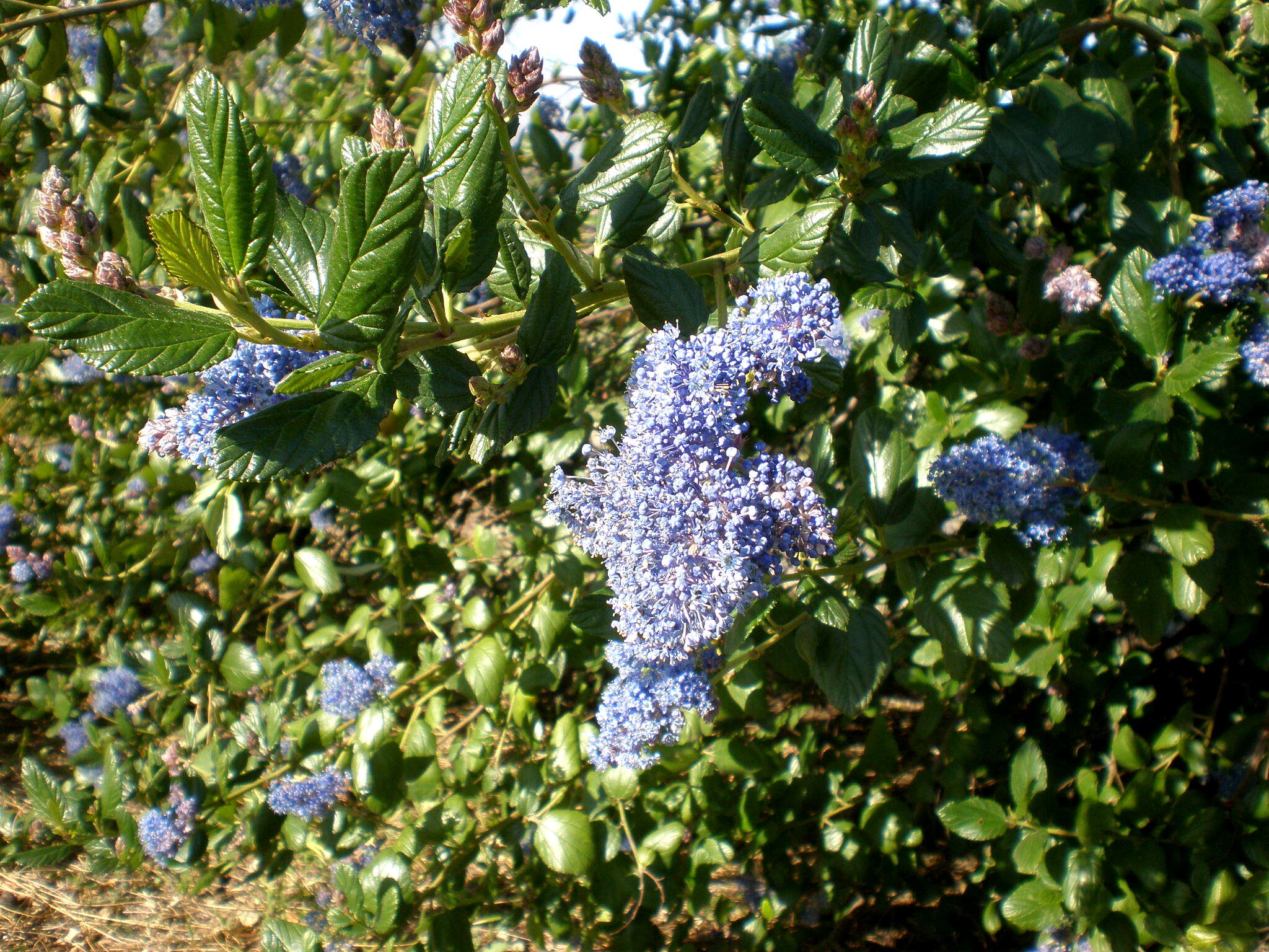 Image de Ceanothus arboreus Greene