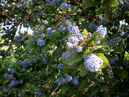 Image de Ceanothus arboreus Greene