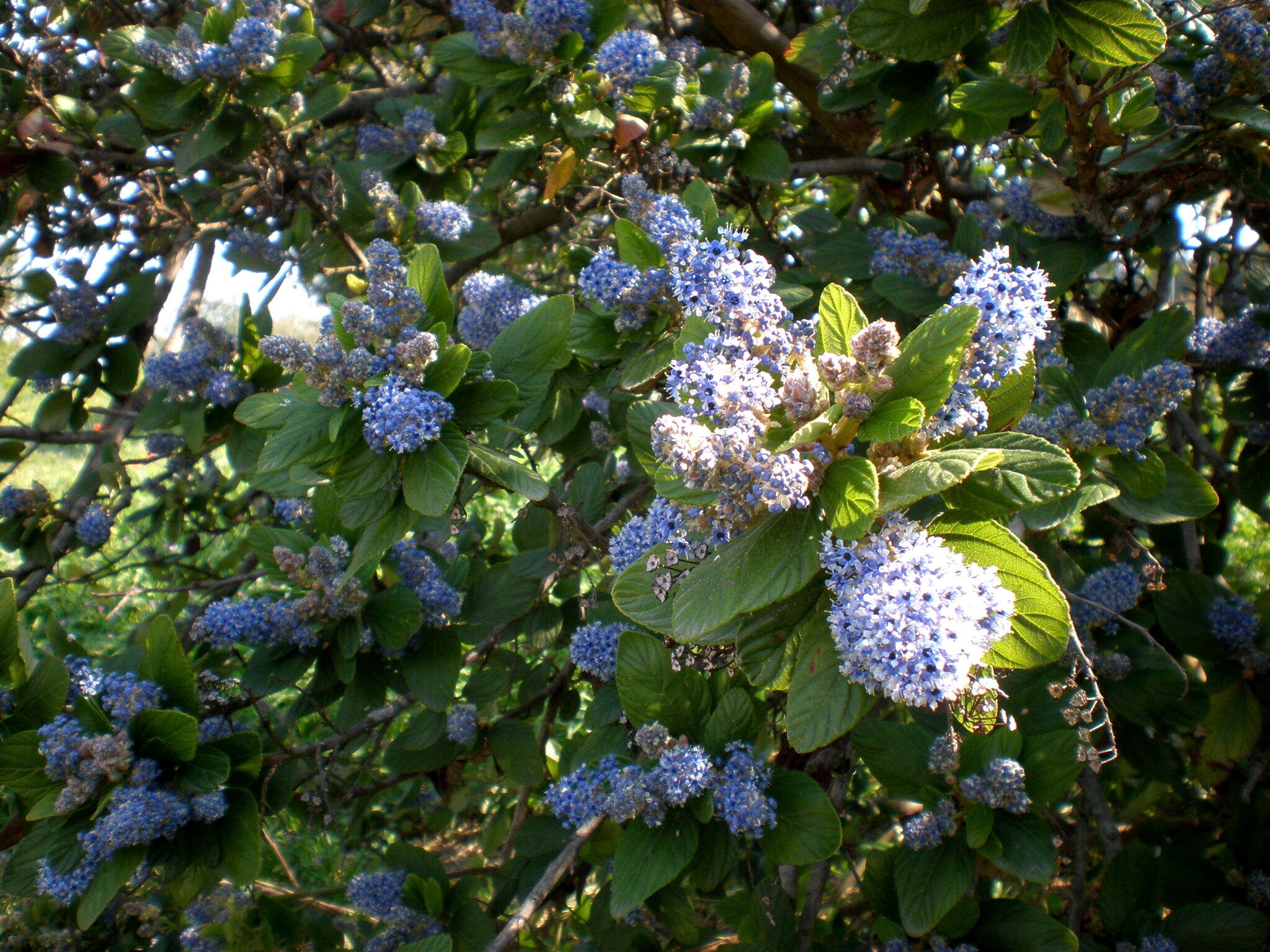 Image de Ceanothus arboreus Greene