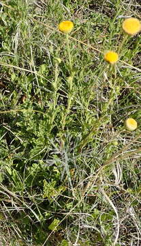 Image of Nidorella podocephala (DC.) J. C. Manning & Goldblatt