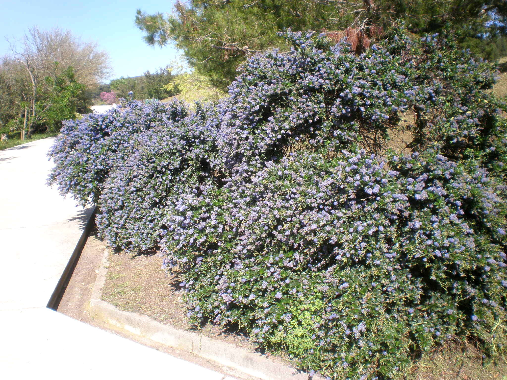 Image of Carmel ceanothus