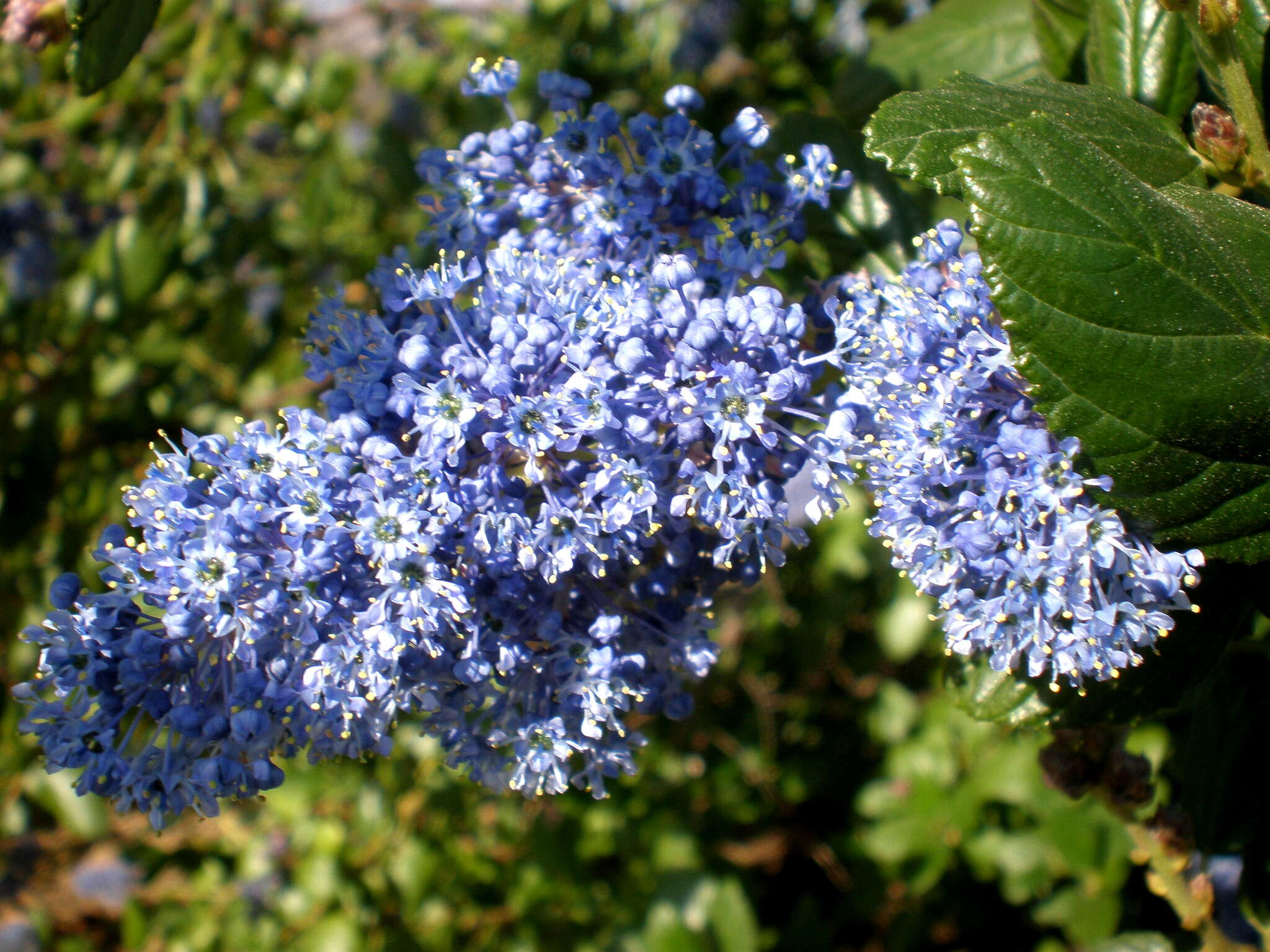 Image de Ceanothus arboreus Greene