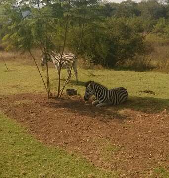 Image of Burchell's zebra