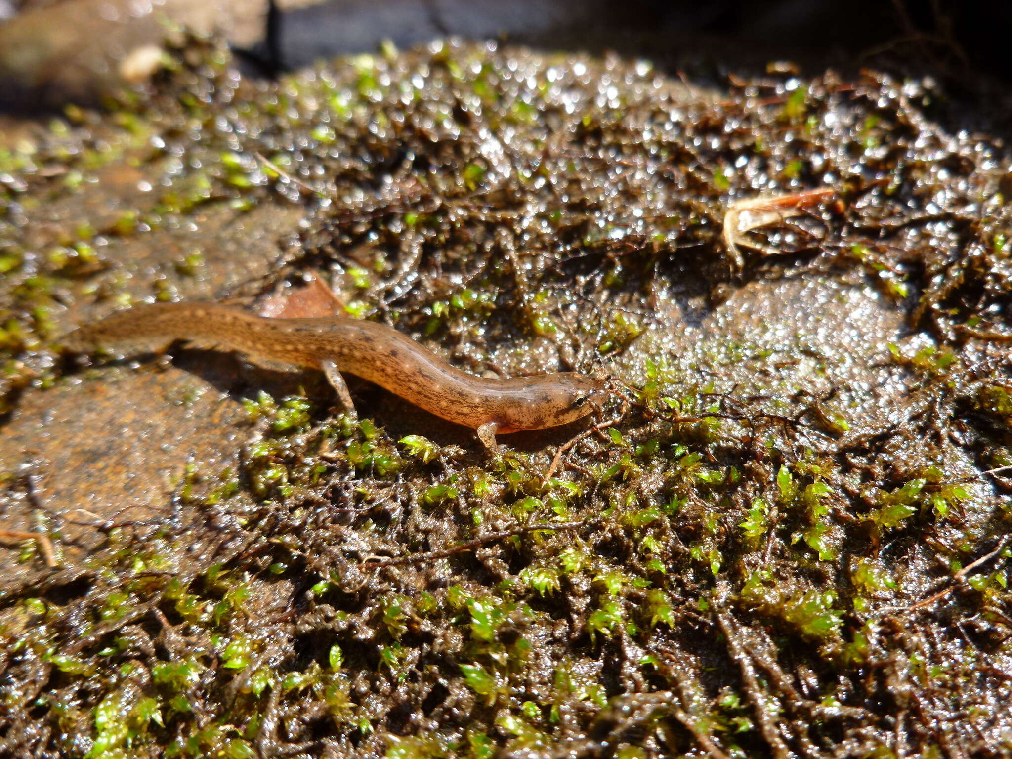 Image of Junaluska Salamander