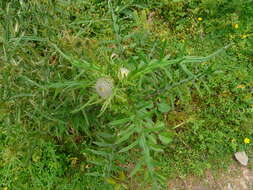 Image of woolly thistle