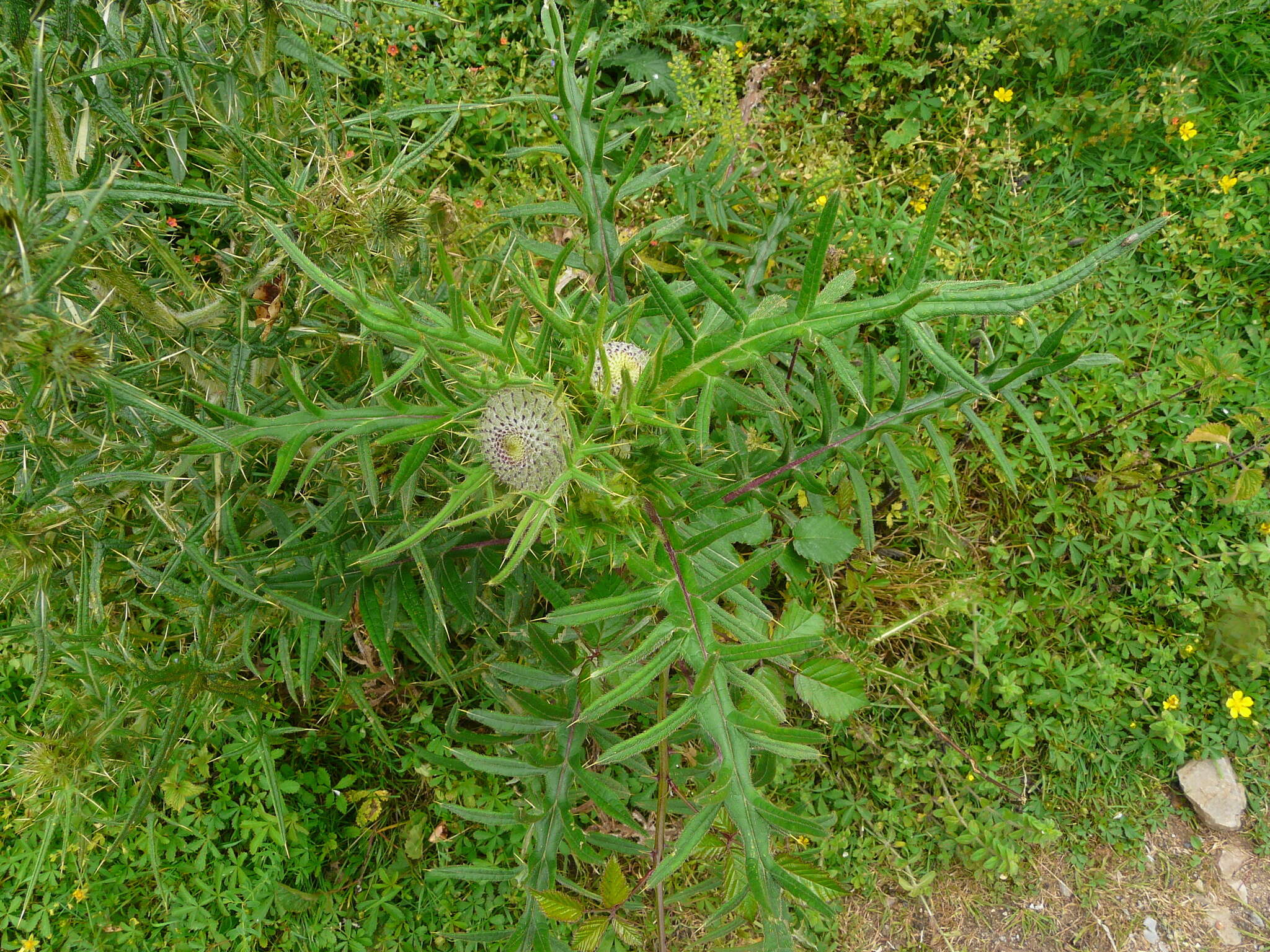 Image of woolly thistle