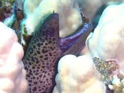 Image of Giant moray