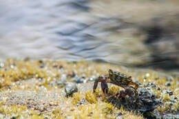 Image of mottled shore crab