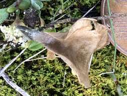 Image de Arrhenia spathulata (Fr.) Redhead 1984