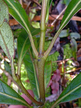 Image of Coprosma dodonaeifolia W. R. B. Oliv.